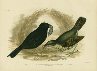 Satijnprieelvogel, 1891